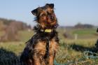 KALINKA - Yorki-Mix - 1 Jahr - Tierhilfe-Franken e.V.