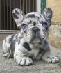 Französische Bulldoggenwelpen bereit für ein neues Zuhause