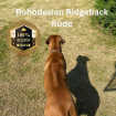 Deckrüde Rohodesian Ridgeback, KEIN VERKAUF!