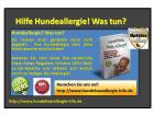 Hilfe Hundeallergie! Was tun?