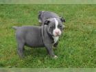 Reinrassige American Pit Bull Terrier Welpen