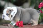 Englische Bulldogge Welpen mit Stammbaum