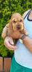 Engl.Cocker-Spaniel Welpen