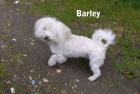 Coton de Tulear Hündin Barley 5 Jahre