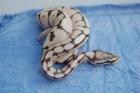 Python regius NZ2021 Butter,Butterpastel,Lesser,Blue Ey Lucy,Lesserbee und Past