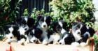 Border Collie Welpen