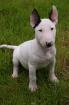 Miniatur Bullterrier weibchen