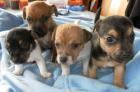 Mini Jack-Russell-Welpen suchen zweibeiner zum liebhaben und mehr........... 