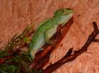 1,0 Stirnlappenbasilisk Basiliscus plumifrons,  09