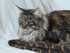 Maine Coon Kätzin