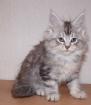 Ab sofort schmusige bildhübsche Maine Coon Kitten in silber mit Stammbaum