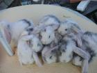 Widder Babys mit Angora-Pelz