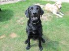 Labrador Rüde (schmale Rasse) sucht neues Zuhause