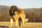 Stammbaum Welpen Leonberger