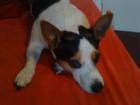 Jack Russell sucht One-Night-Stand