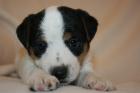 Parson Jack Russell Terrier Welpen zur Abgabe