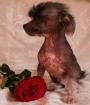 Chinesischer Schopfhund ( Chinese Crested Dog ) 