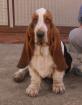 Basset welpen