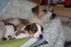 Wir haben Welpen! Parson Russell Terrier ohne Papiere!