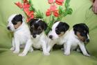 Parson Jack Russell Terrier Welpen zur Abgabe