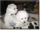 Allergiefreie Welpen im Teddylook     Bichon frise    