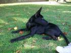 Schäferhund-Labrador-Mix