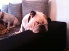 Englische Bulldogge