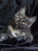   ..   Sehr typvolle Maine Coon Kitten   ..  