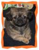 Shih Tzu Mix Welpen -kleinbleibend-