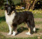 Sheltie  Hündin tricolor