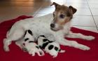 Parson Russel Terrier Welpen