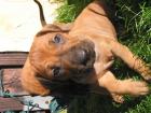 Rhodesian Ridgebackwelpen ab sofort abzugeben