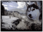 Husky-Camp-Eifel, (Therapie & Abenteuer-Camp) Sucht Sponsoren!