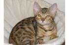 Wunderschöne Bengal Kitten mit top Papieren! 