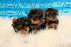 Mini Yorkshire Terrier Welpen Rüde & Weibchen