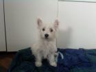 Westie Welpen