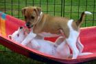 Jack Russell Welpen mit Papieren 