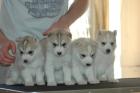 Puppies of Siberian Husky from Champions.