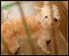 Luna - Podenco -Zausel-Mix  mit einem Jahr in der Perrera. Soll ihr Leben hier e