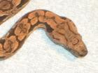 Südl. Madagaskarboa ( Acrantophis dumerili ) ENZ2021,2021,2021 