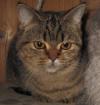 Katze, kastriert, black-tabby