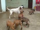 6 boxer welpen