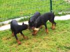 Schöne reinrassige Dobermannwelpen mit Papieren...