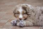 Wir bieten Australian Shepherd Welpen mit Stammbaum- FCI Papiere