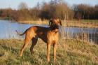 Rhodesian Ridgeback Deckrüde Fumo-Coffy von der Elwaha