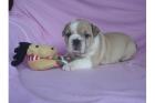  Reinrassige Englische Bulldogge mit FCI Papieren 