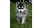 Reinrassige Siberian Husky Welpen