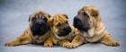 4 süße und knuffige Shar Pei Welpen zu verkaufen