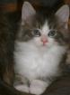 Wundervolle Maine Coon Kitten abzugeben