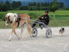 Schicker bewegungsstarker Haflingerwallach